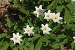 Wood Anemone