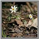 Wood Anemone