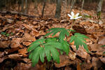 Wood Anemone