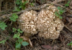 Wood Caulifllower