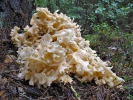 Wood Caulifllower