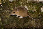 Wood Mouse