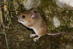 Wood Mouse