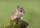 Wood Mouse