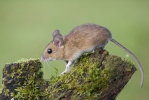 Wood Mouse