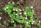 Wood Sorrel, Shamrock