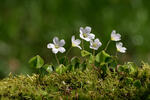 Wood Sorrel, Shamrock