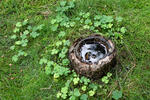 Wood Sorrel, Shamrock