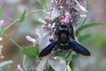 Xylocope violet ou Abeille charpentière