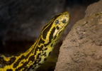 Yellow Anaconda