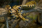 Yellow Anaconda