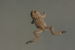 Yellow-bellied toad