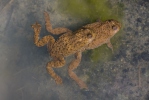 Yellow-Bellied Toad