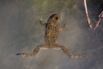 Yellow-Bellied Toad