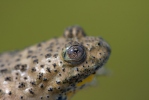 Yellow-Bellied Toad