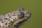 Yellow-bellied toad