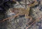 Yellow-Bellied Toad