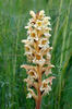 Yellow Broomrape