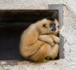 Yellow-cheeked Gibbon