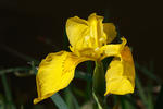 Yellow Flag Iris