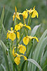 Yellow Flag Iris