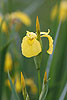 Yellow Flag Iris