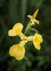 Yellow Flag Iris