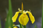 Yellow Flag Iris