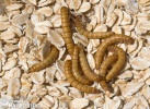 Yellow Mealworm