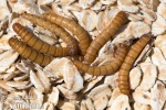 Yellow Mealworm