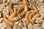 Yellow Mealworm