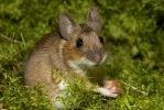 Yellow-necked Field Mouse