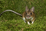 Yellow-necked Field Mouse