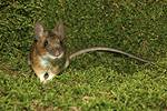 Yellow-necked Field Mouse