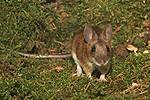 Yellow-necked Field Mouse