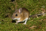 Yellow-necked Field Mouse