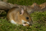 Yellow-necked Field Mouse