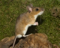 Yellow-necked Field Mouse