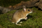 Yellow-necked Field Mouse