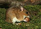 Yellow-necked Field Mouse