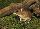 Yellow-necked Field Mouse