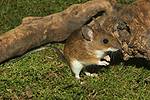 Yellow-necked Field Mouse