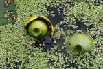 Yellow Water-lily