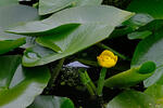 Yellow Water-lily