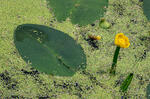 Yellow Water-lily