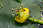 Yellow Water-lily