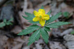 Yellow Wood Anemone