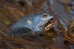 Żaba moczarowa