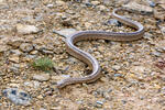 Zamenis scalaris