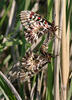 Zerynthia polyxena